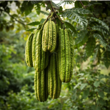 Le fruit à quatre côtés
